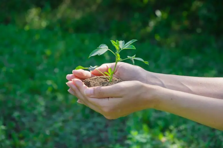 A plant in hands on a green background. Ecology and gardening concept. Nature background